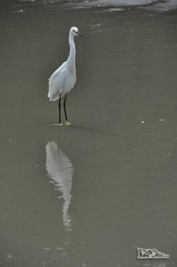 Uma garça desfruta da solidão e tranquilidade da praia de Naufragados, no extremo sul de Florianópolis, Ilha de Santa Catarina
